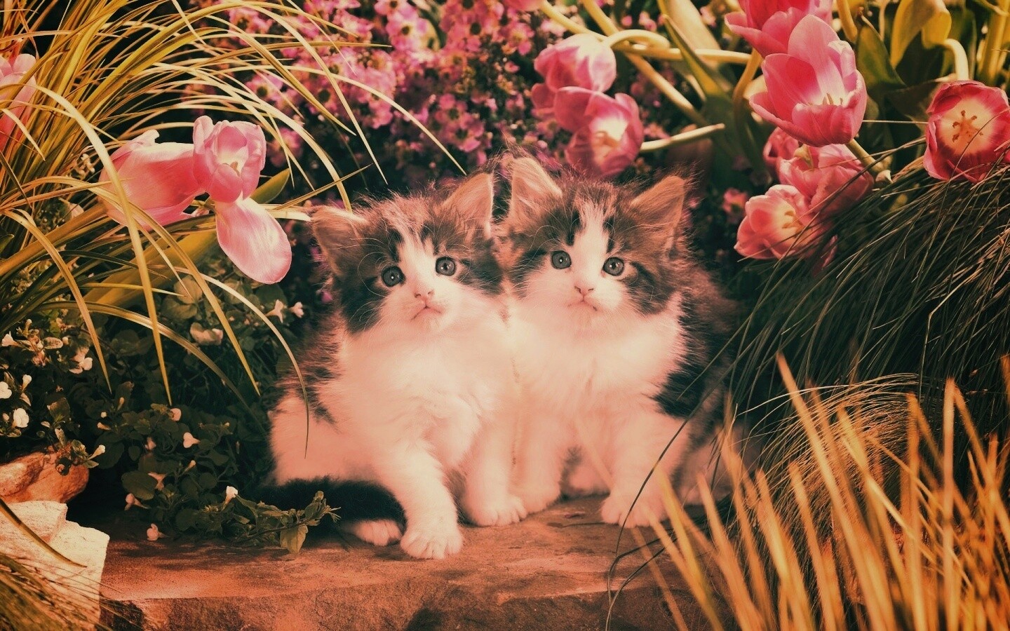 Котята в цветах обои