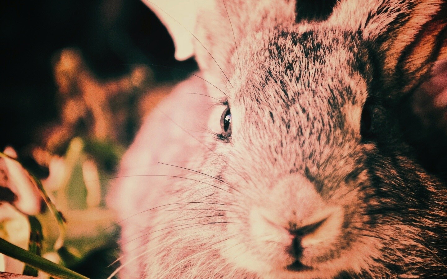 Пухлый кролик обои