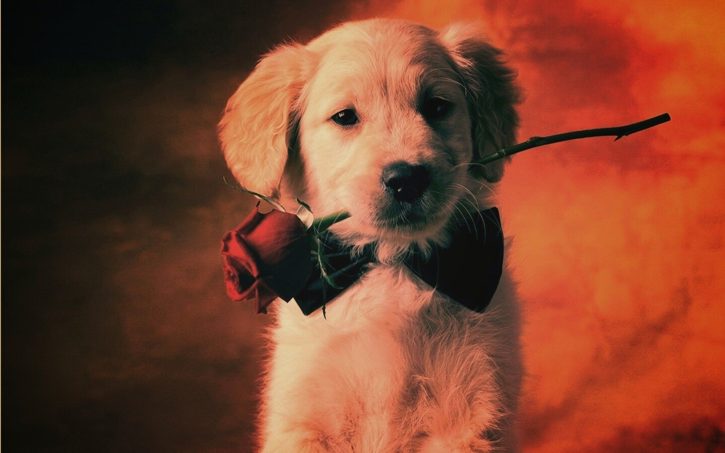 Щенок с розой в зубах обои