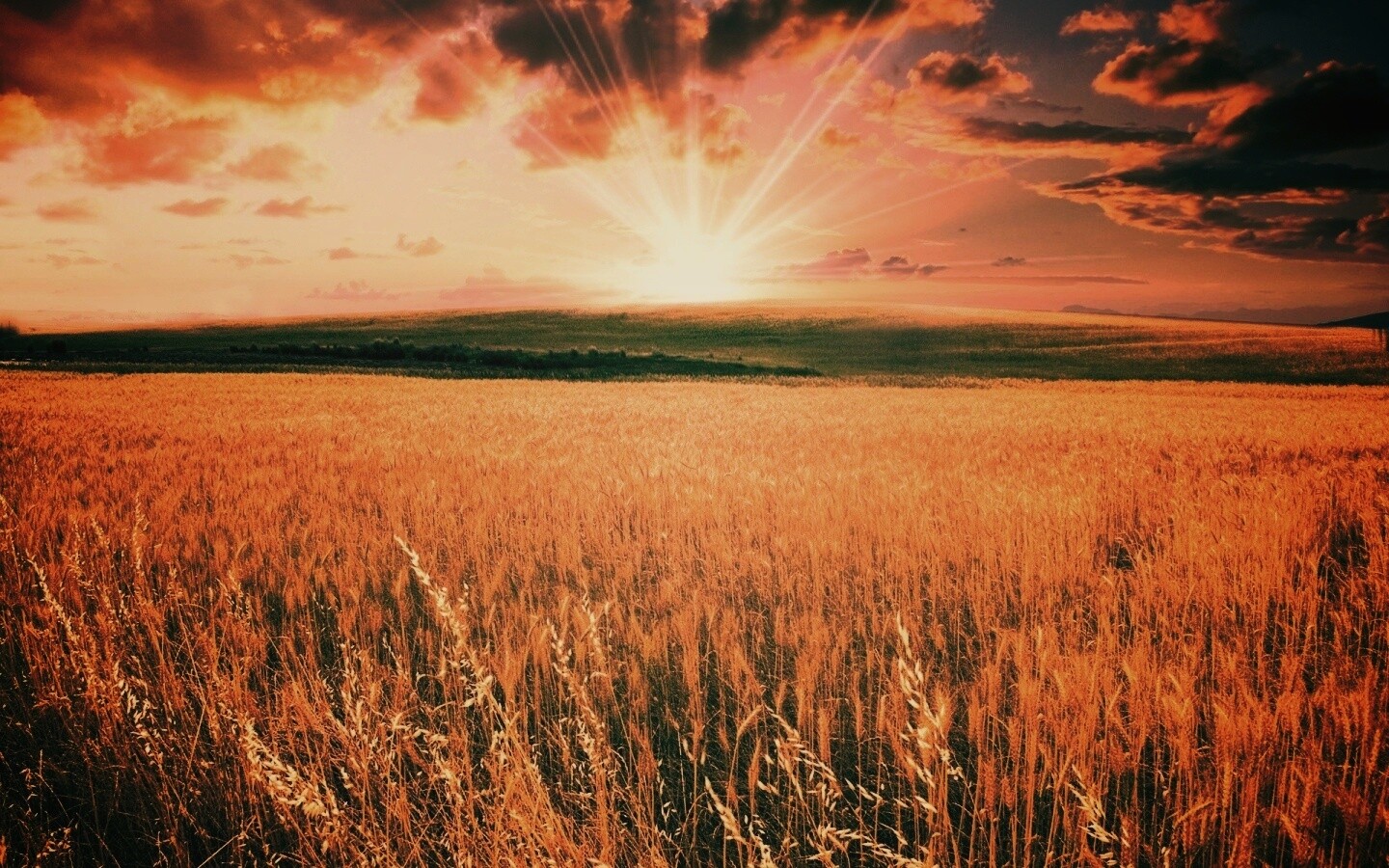 Восход над пшеничным полем обои