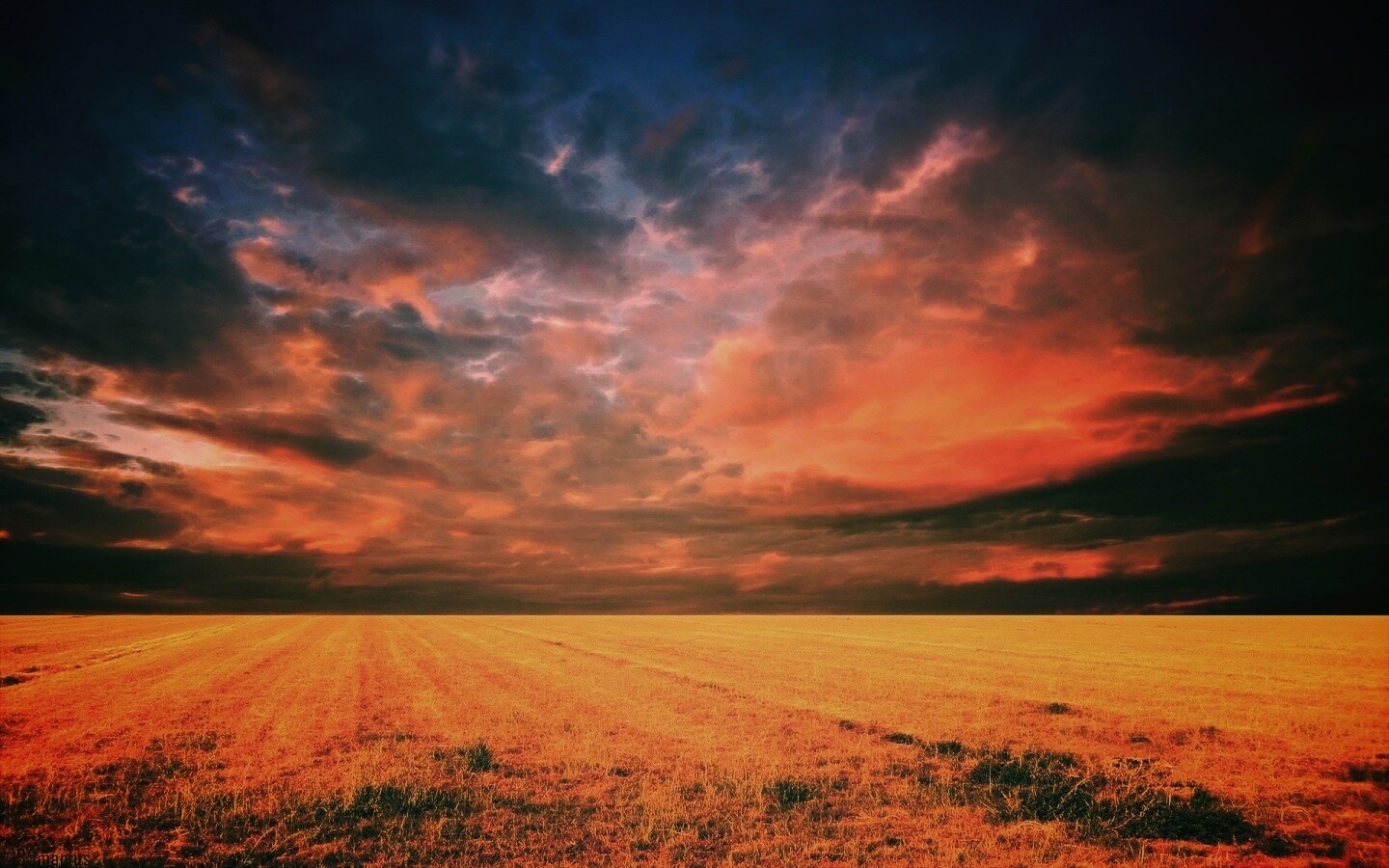 Тучи над желтым полем обои