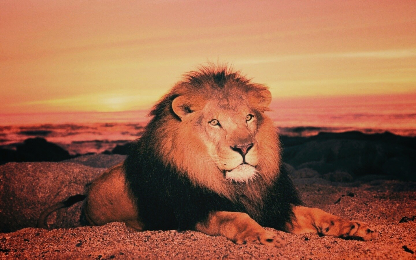 Лев на берегу океана обои