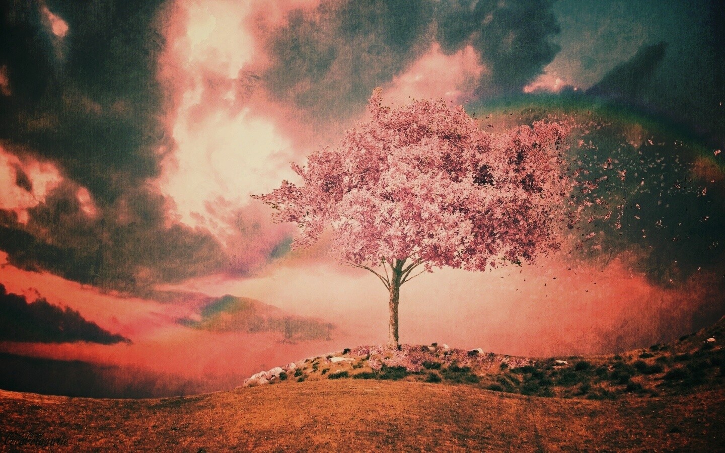 Одинокое цветущее дерево обои