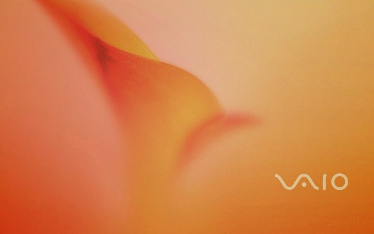 Цветок и логотип Vaio обои