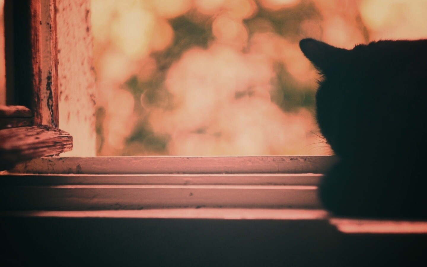 Дремлющий на окне черный кот обои