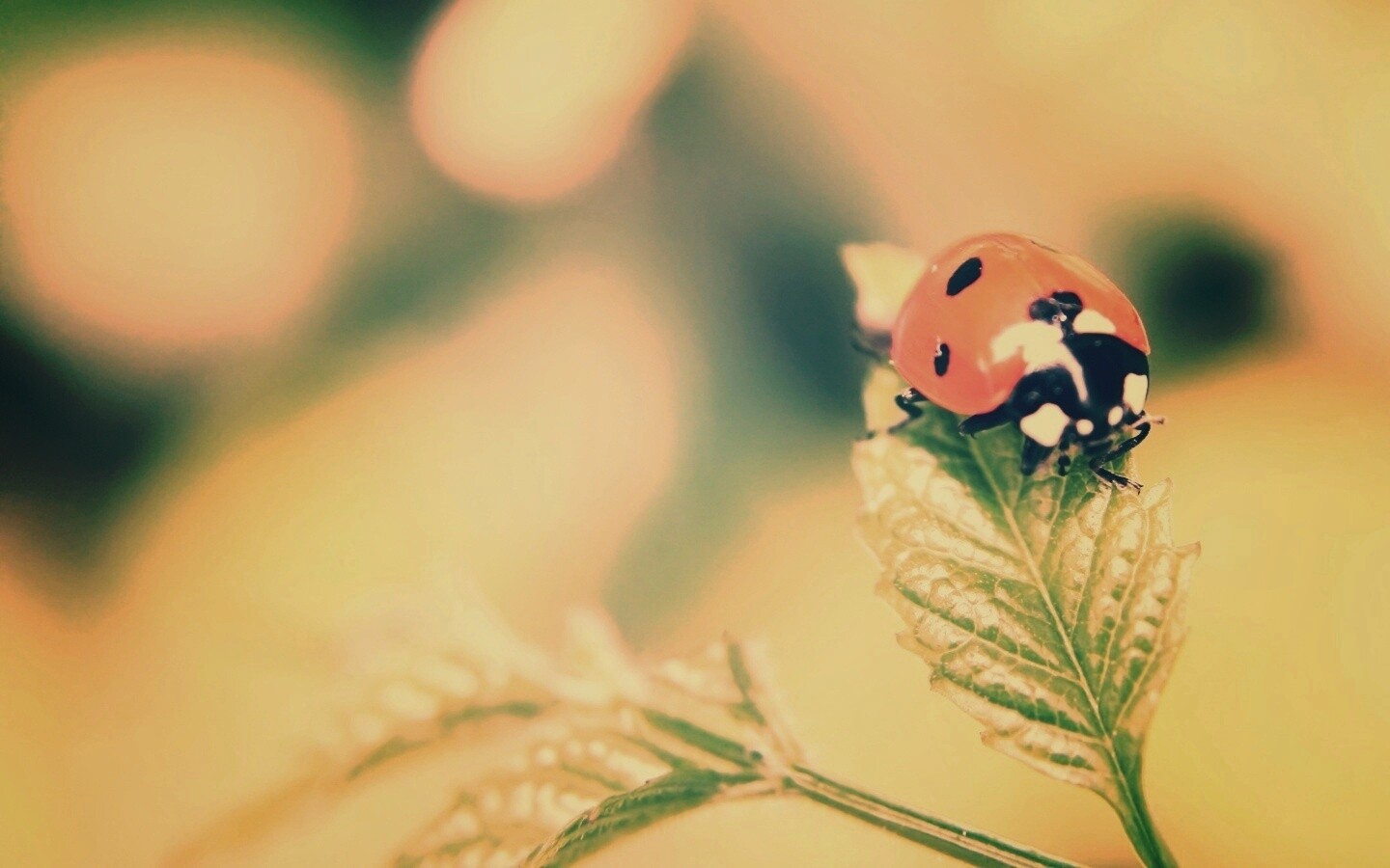 Божья коровка в макро обои