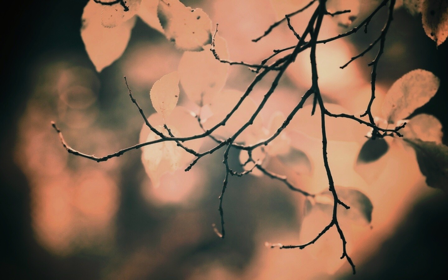 Осенние ветки без листьев обои