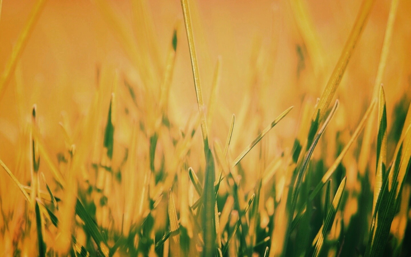 Ярко зеленая трава обои