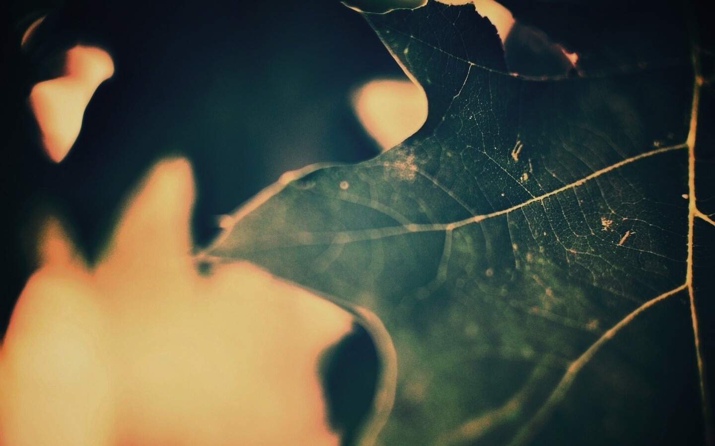 Темно-зеленый лист в макро обои