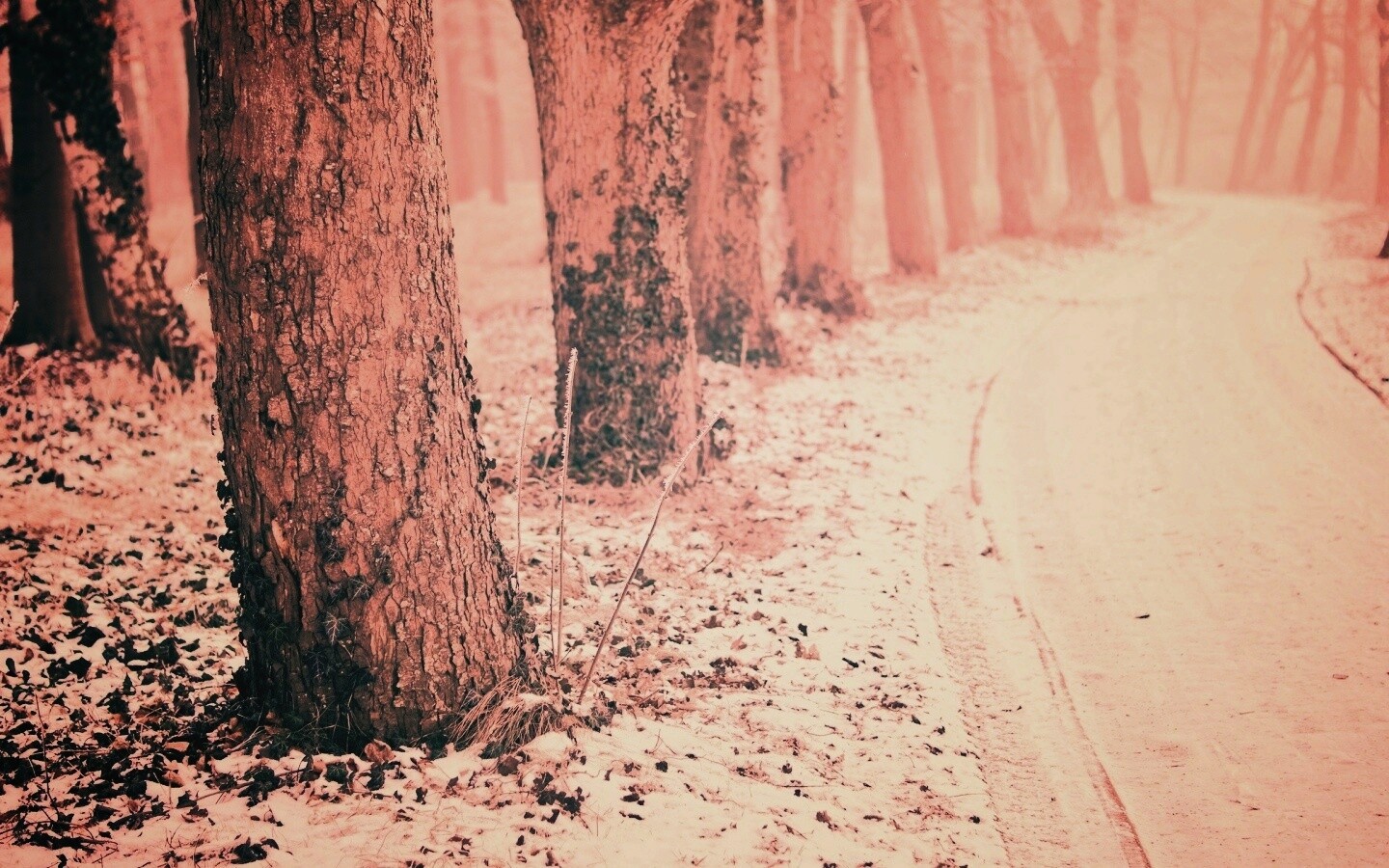 Дорога в зимнем лесу обои