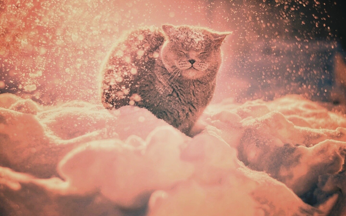 Британце в снегу обои