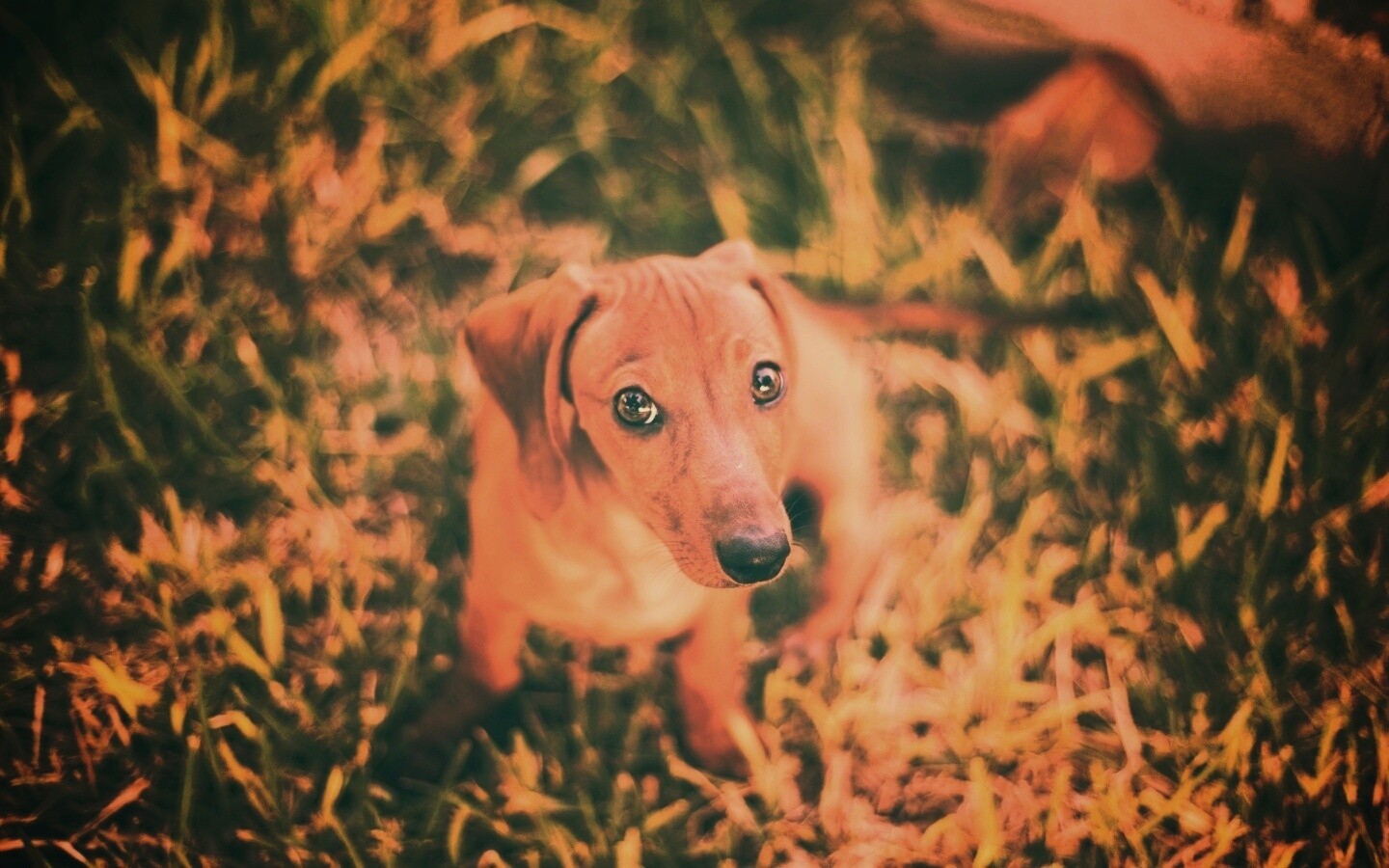 Маленькая милая такса обои