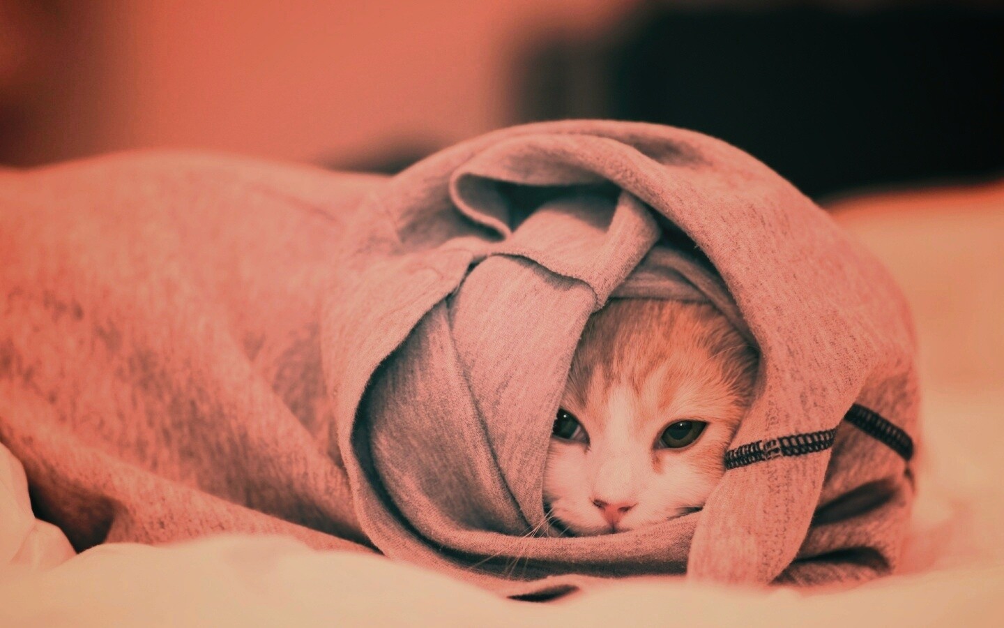 Закутавшийся в футболку кот обои