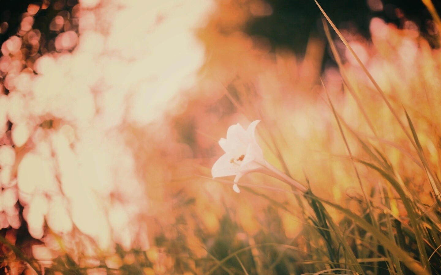 Цветок затерявшийся в траве обои