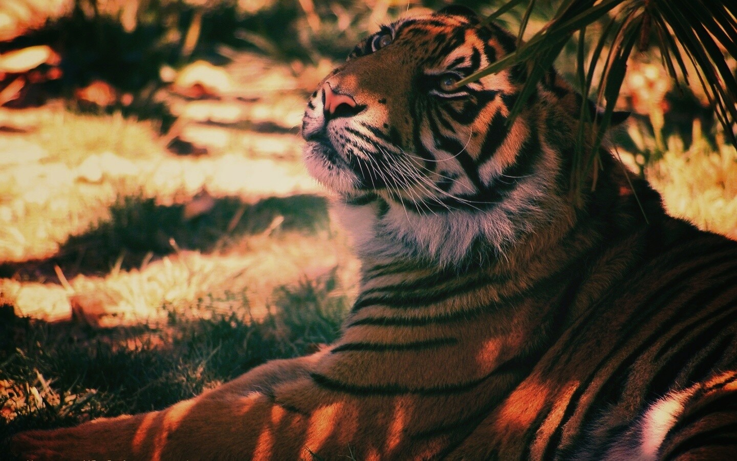 Отдыхающий в теньке хищник обои