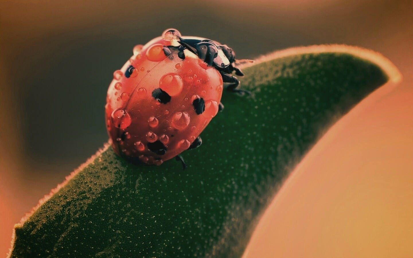 Божья коровка в макро обои