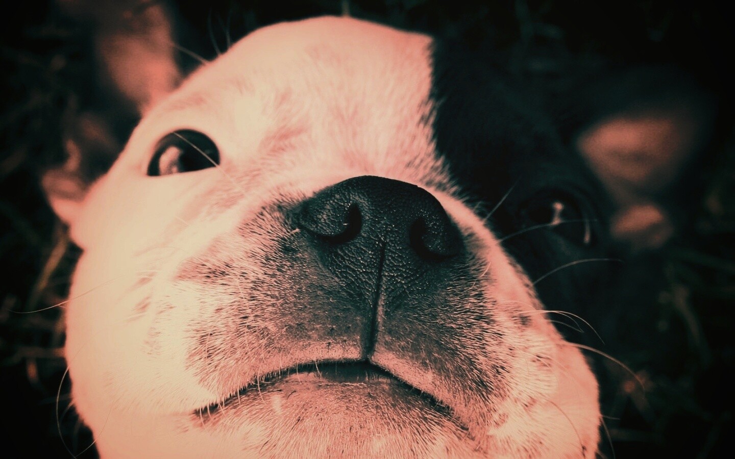 Бостонский терьер обои