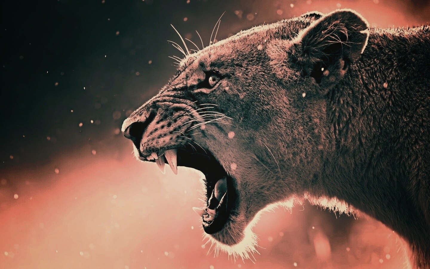 Грозный львиный рык обои