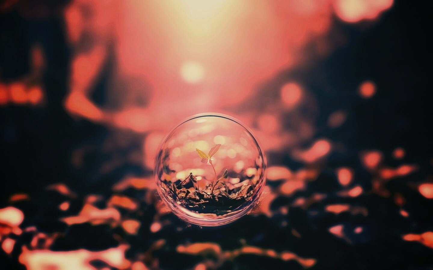 Росток в пузыре обои