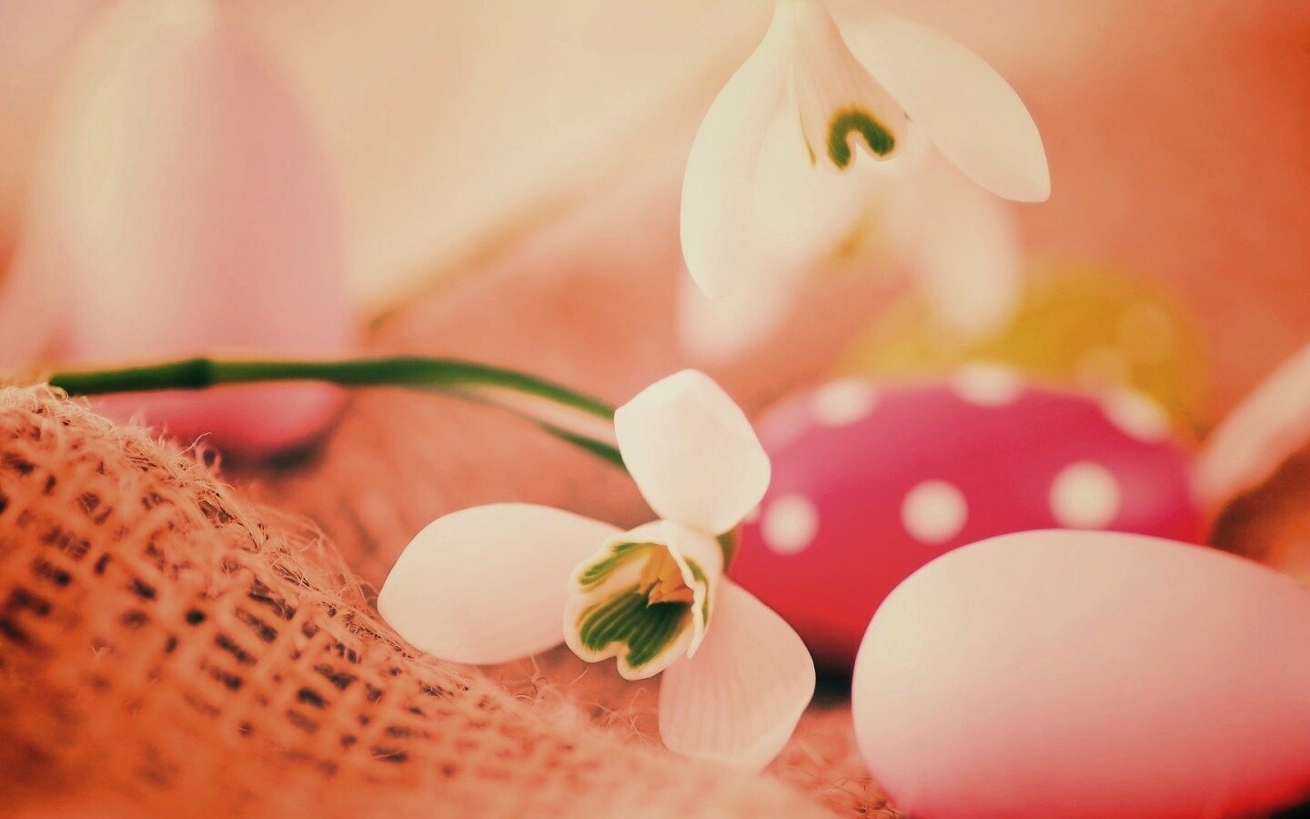 Белый цветок и яйца обои