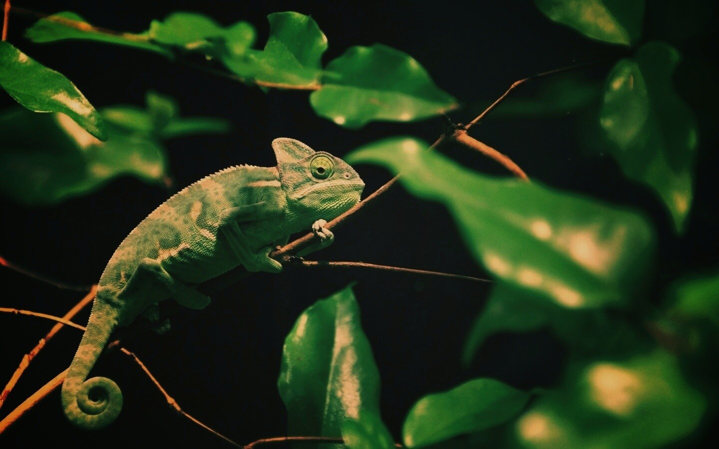 Хамелеон в листве обои