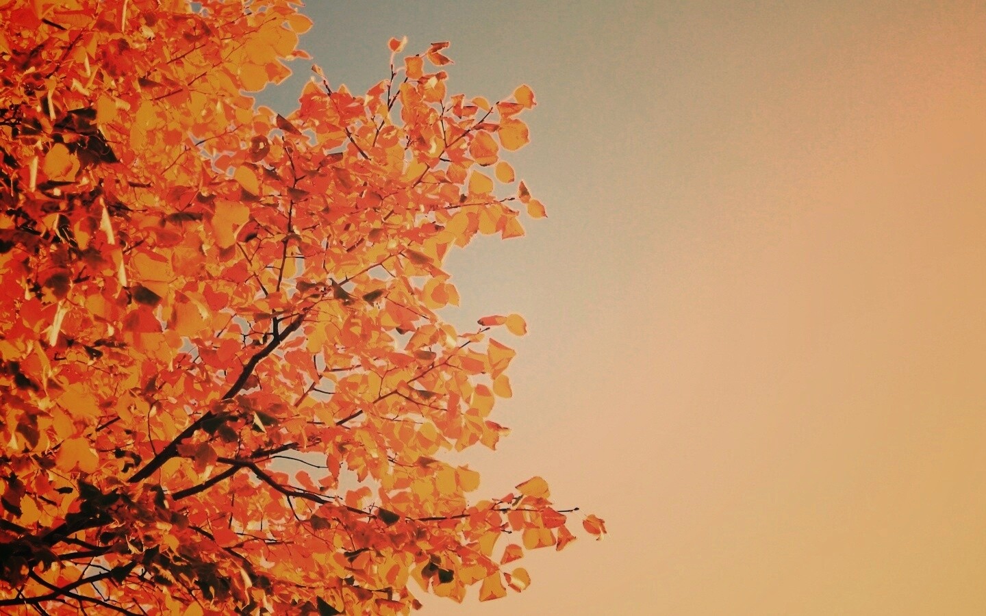 Ветви с пожелтевшими листьями на фоне неба обои