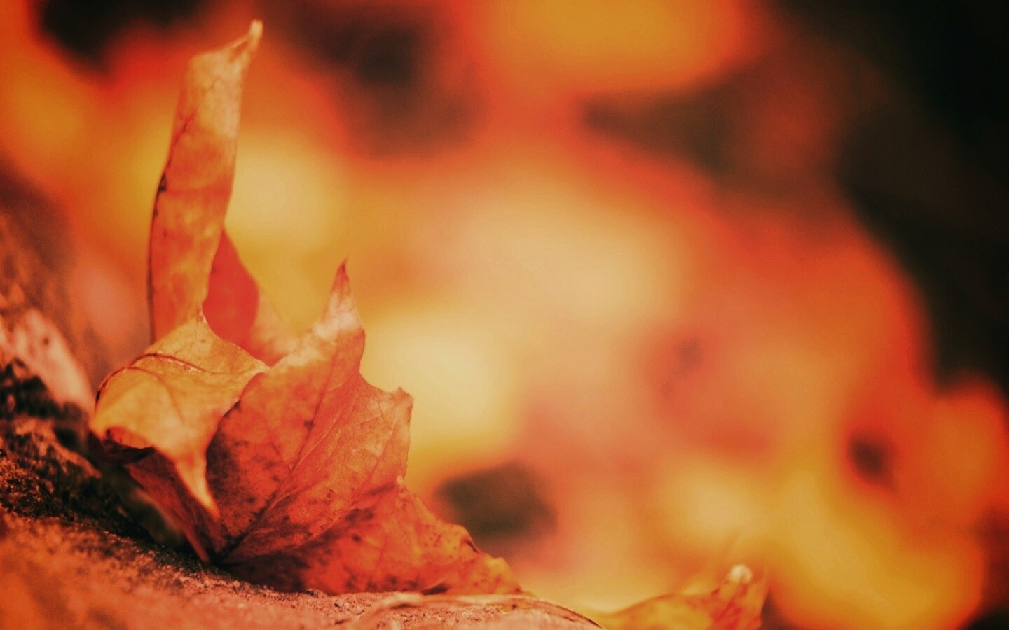 Пламенеющий осенний лист обои
