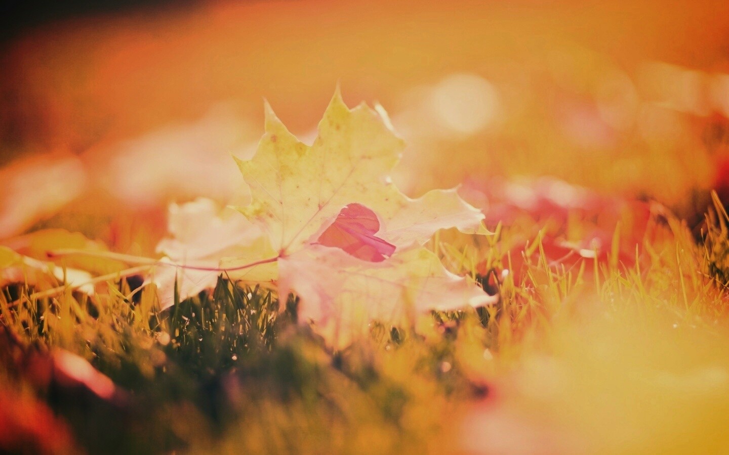 Листик в форме сердца обои