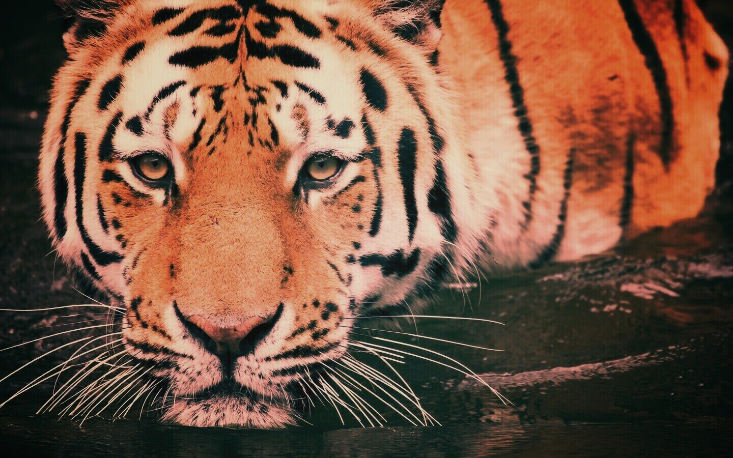 Купание тигра обои
