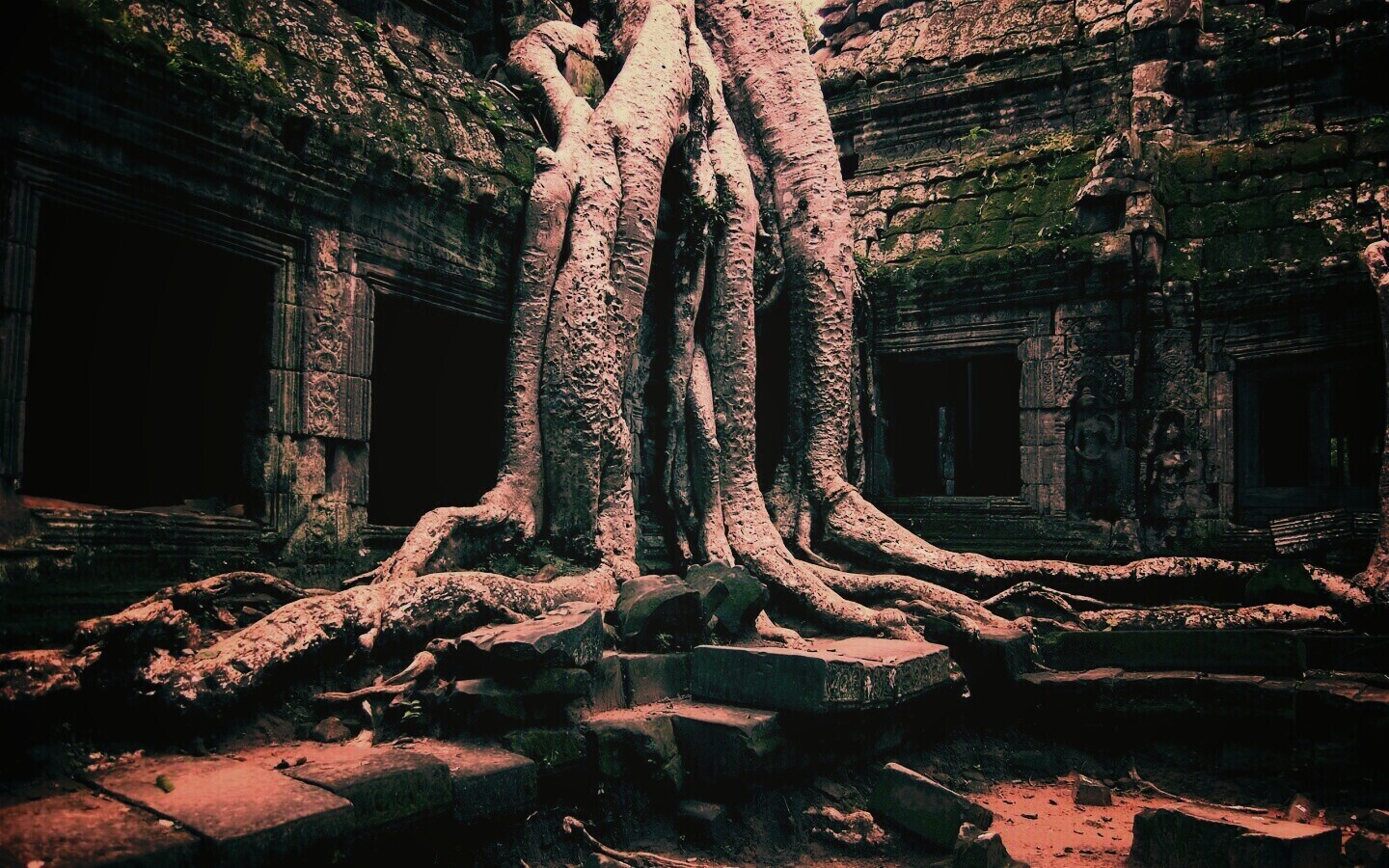 Мощные корни обои