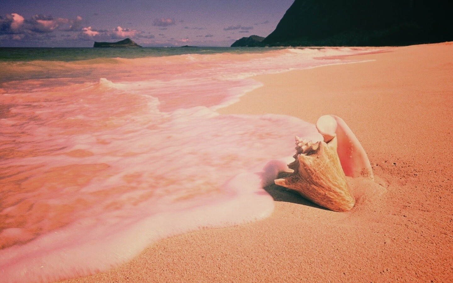 Морская раковина обои