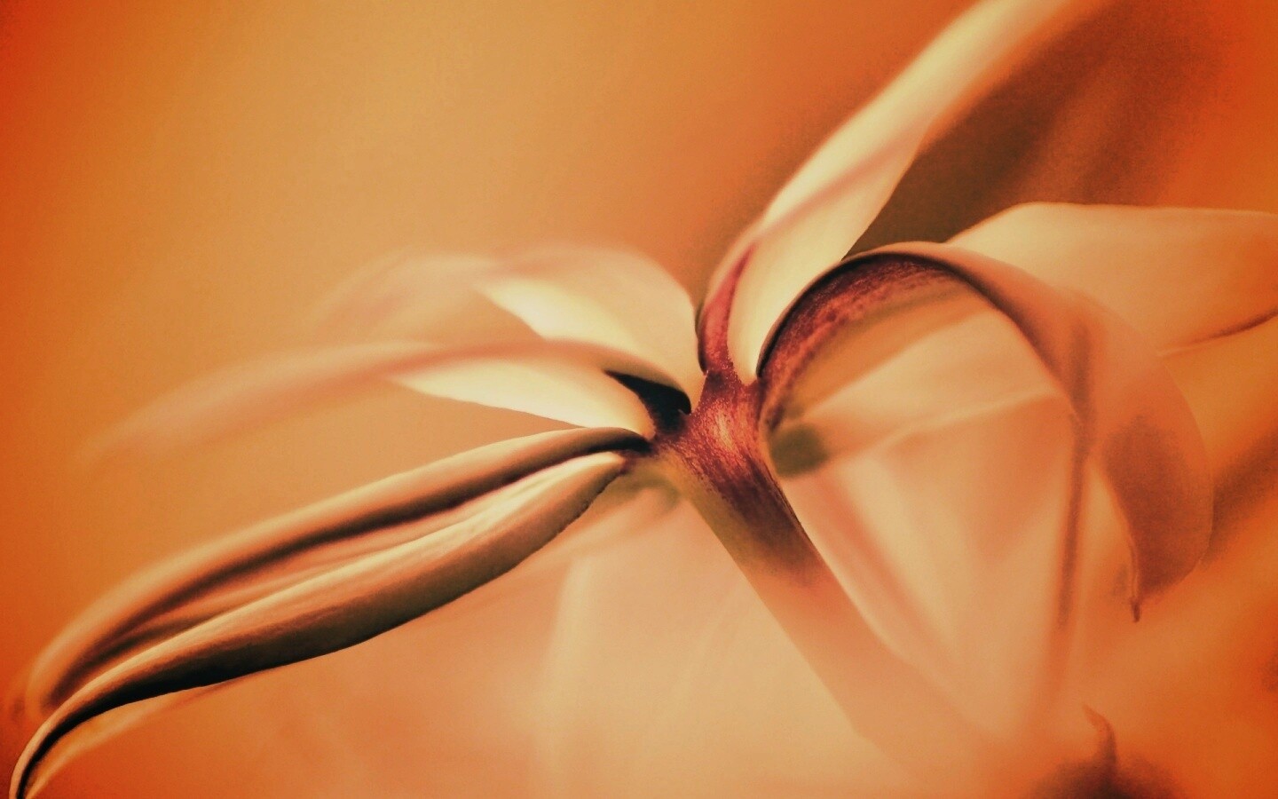 Цветок обои