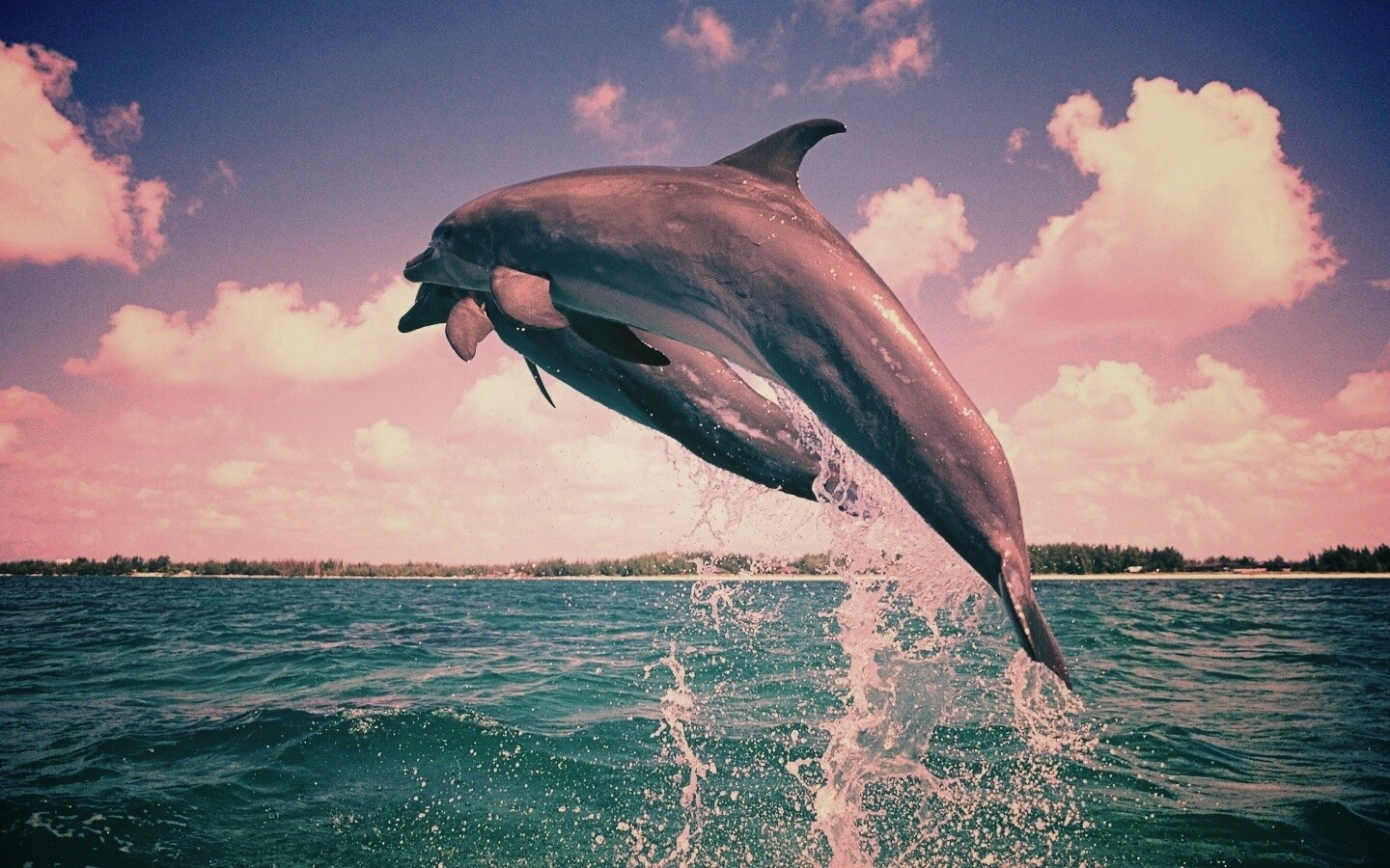 Дельфины обои