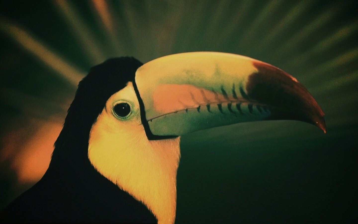 Грустный желтогрудый тукан обои