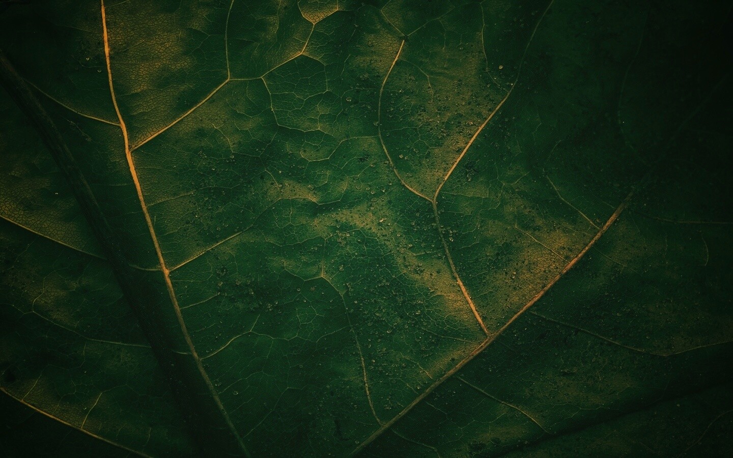 Макро зеленый лист обои