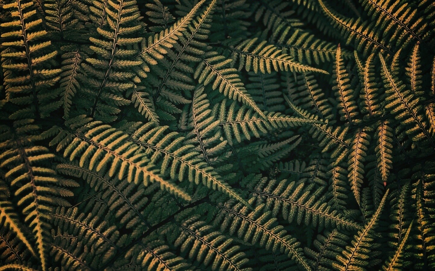 Папоротник обои