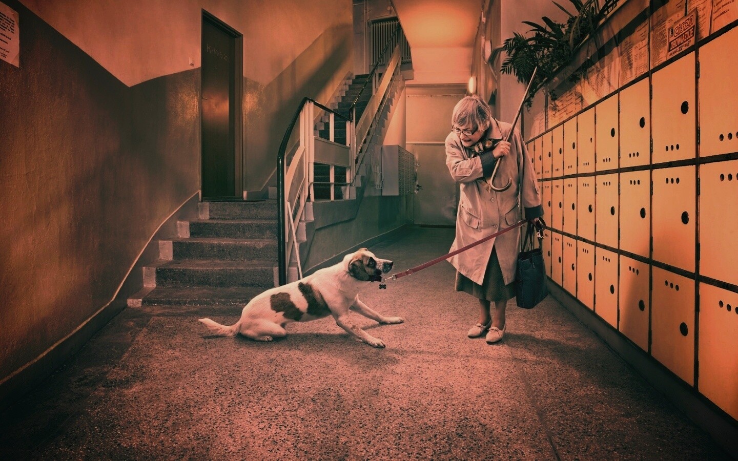 Непослушная собака обои