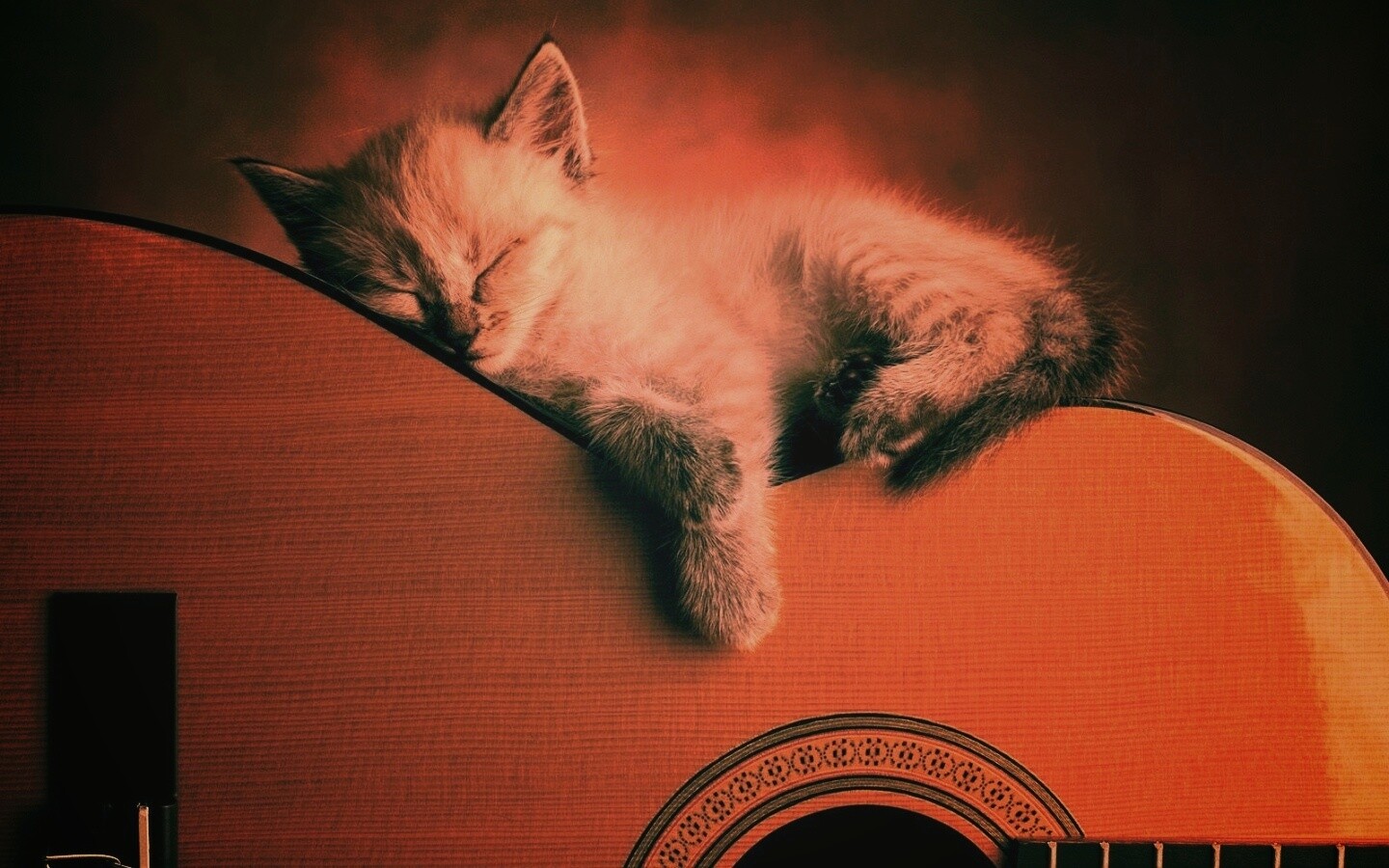 Котенок на гитаре обои