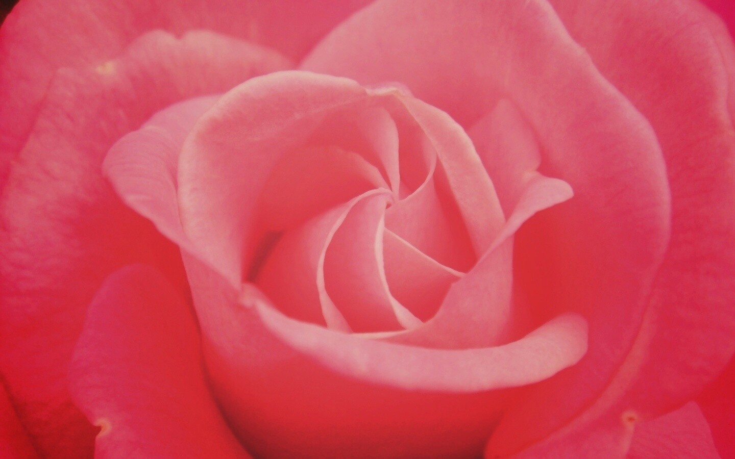 Идеальная роза обои