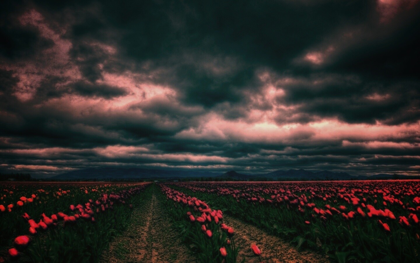 Цветочное поле под грозовым небом обои