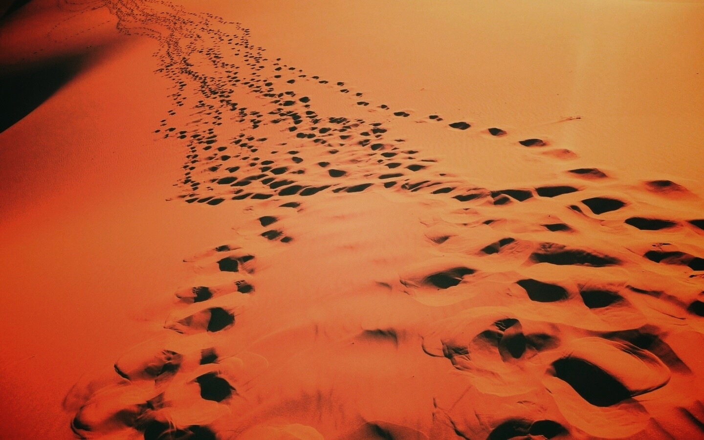 Следы в пустыне обои