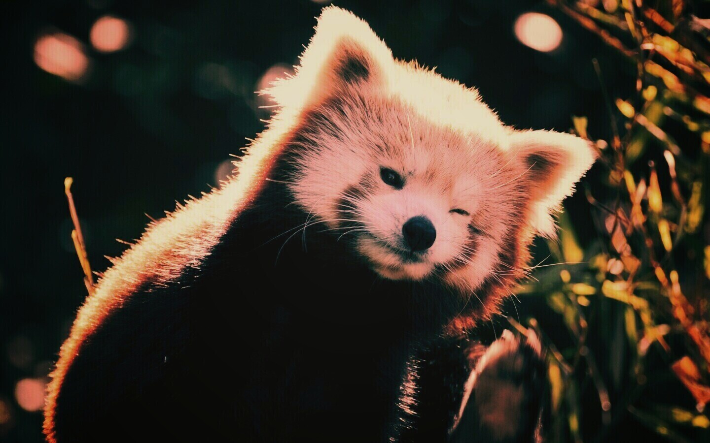 Красная панда подмигивает обои