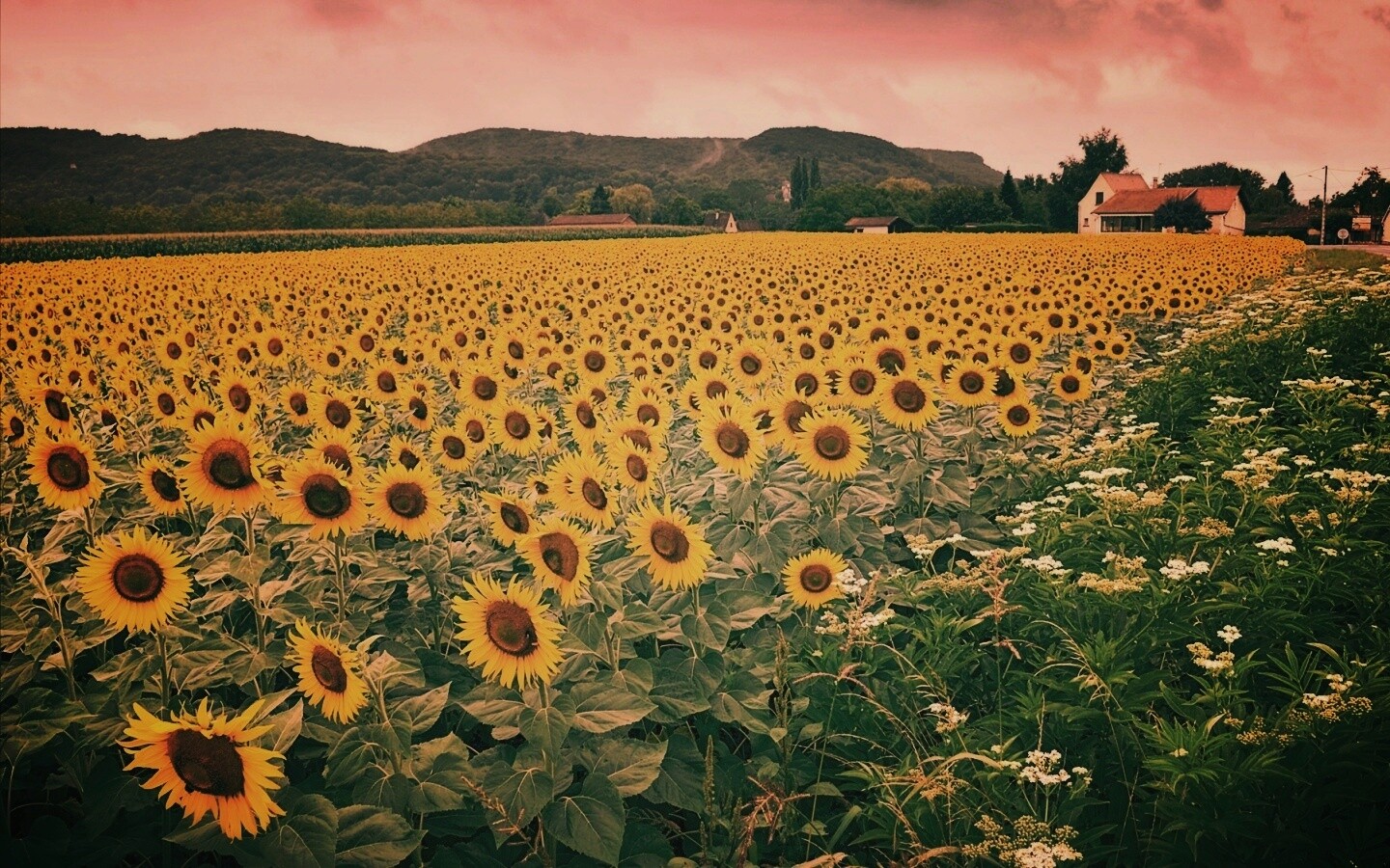Живописное поле подсолнухов обои