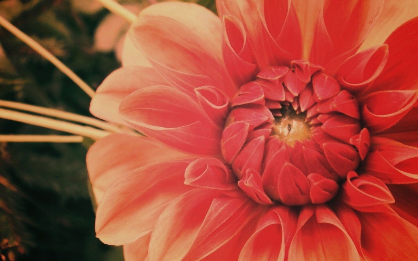 Аленький цветочек обои