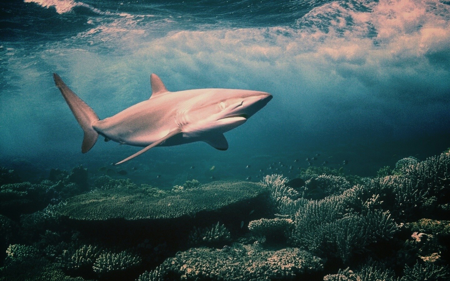 Акула в море обои