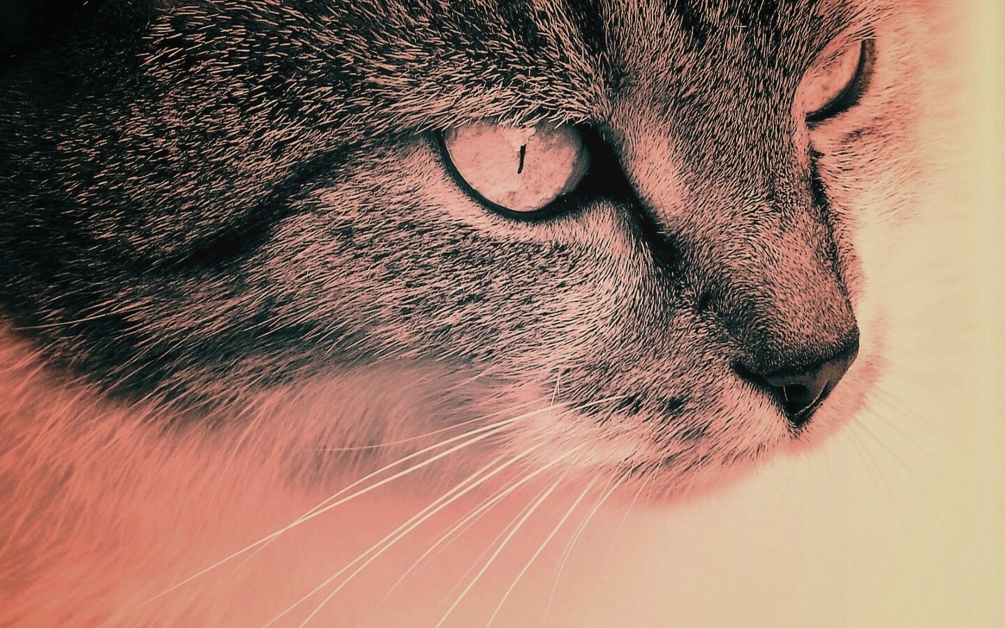 Очень красивый кот обои