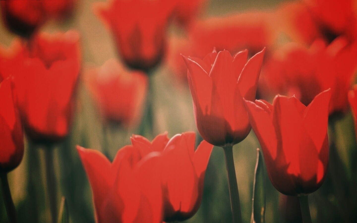 Красные цветы обои