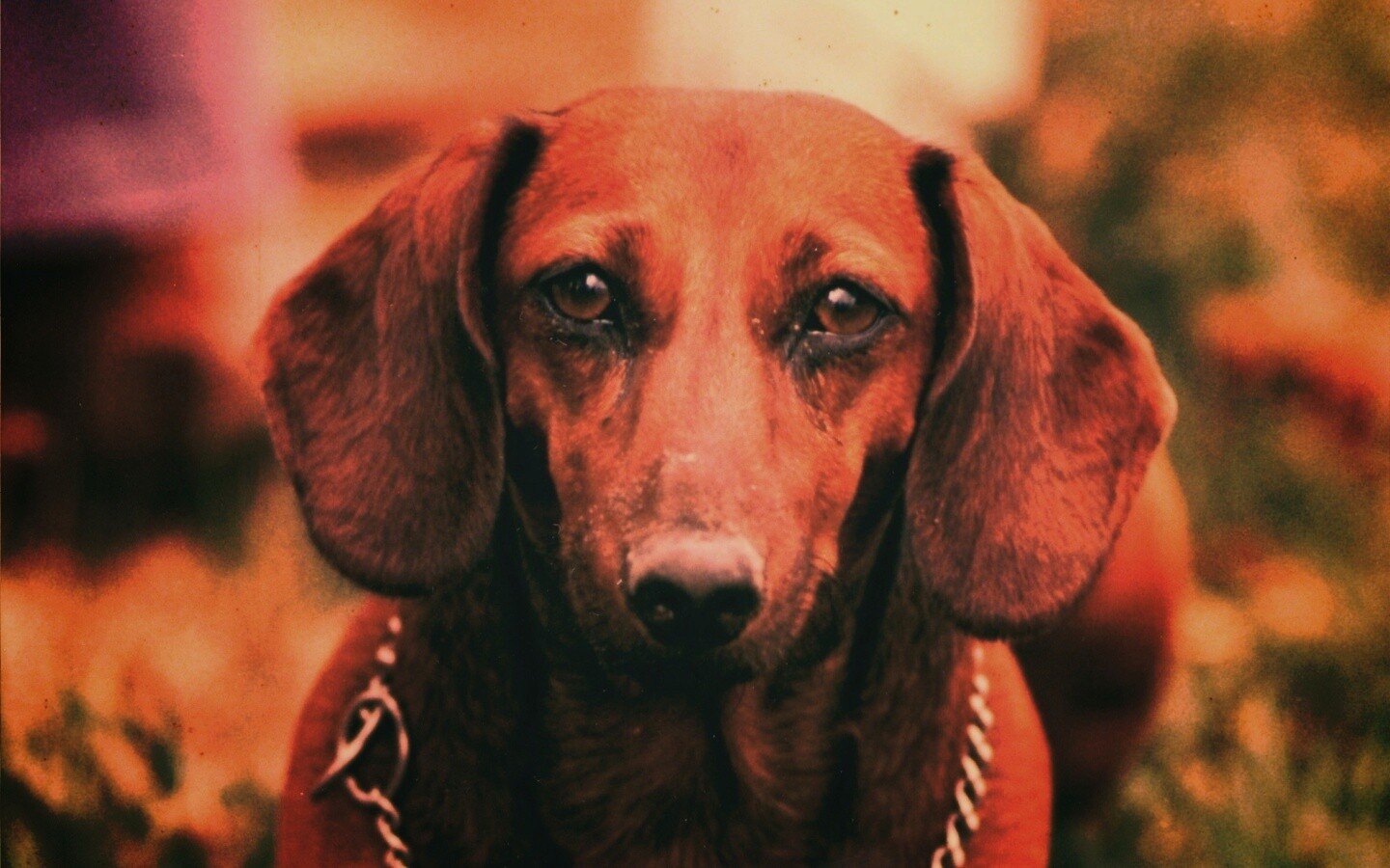 Рыжая такса обои