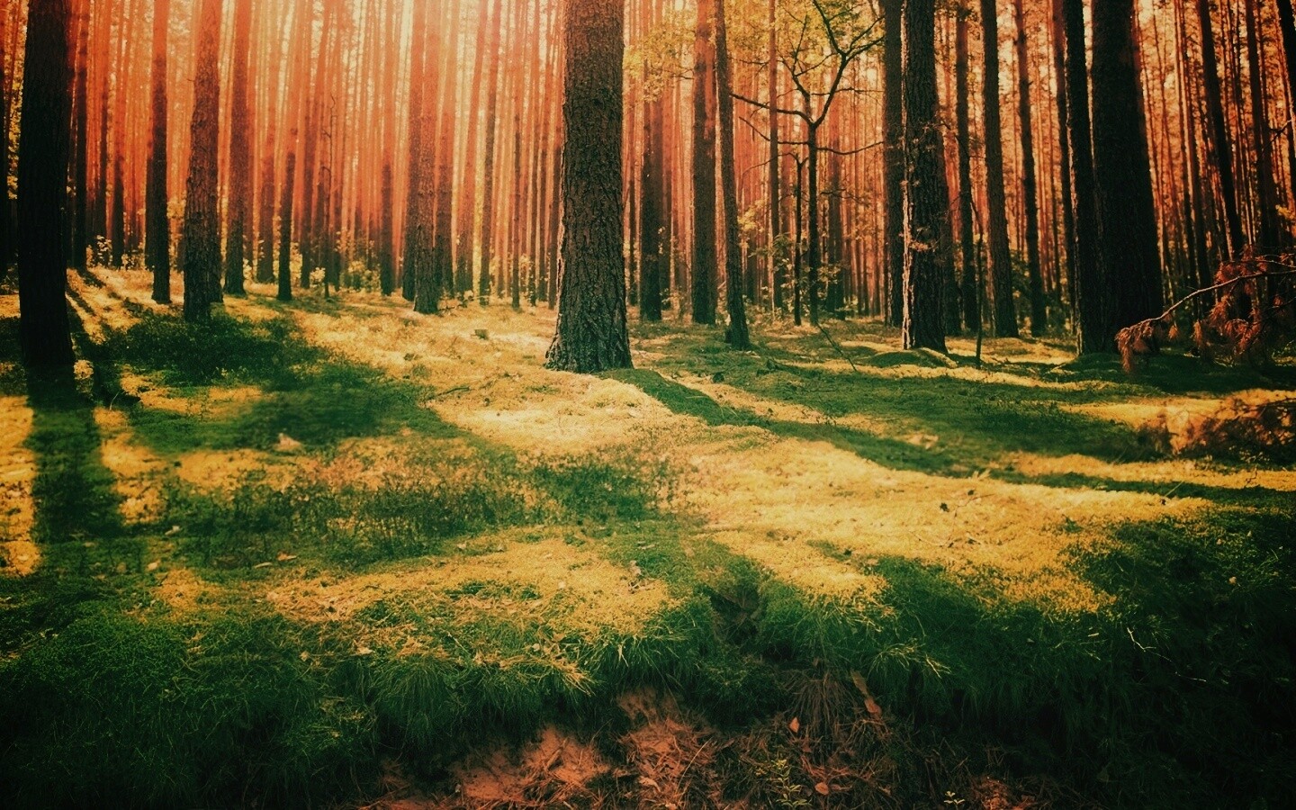 Солнечный лес обои