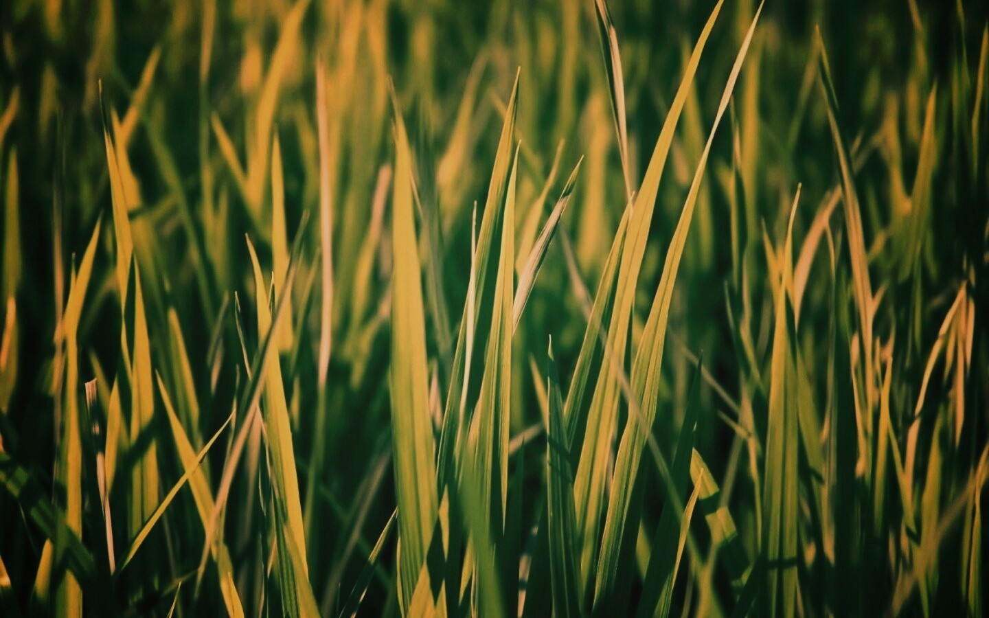 Яркая сочная трава обои
